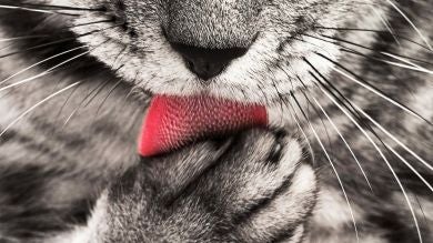 Lickster, la app favorita de Ibai (y que no existe)