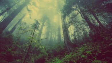 Fotografían el corazón de un bosque desde el aire