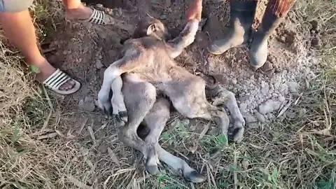 Una vaca da a luz a un extraño ternero pulpo en Tailandia Una vaca da a luz a un extraño ternero pulpo en Tailandia