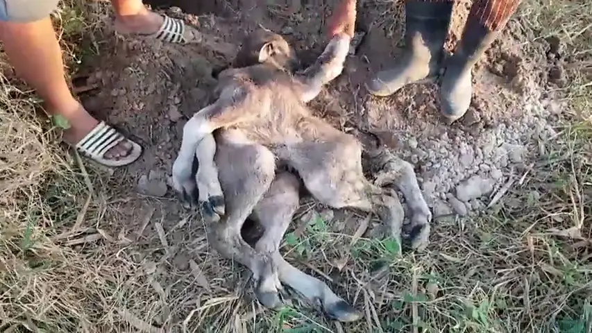 Una vaca da a luz a un extraño ternero pulpo en Tailandia