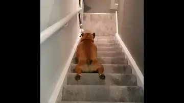 VÍDEO: Un perro demasiado vago baja las escaleras deslizándose