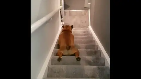 VÍDEO: Un perro demasiado vago baja las escaleras deslizándose VÍDEO: Un perro demasiado vago baja las escaleras deslizándose