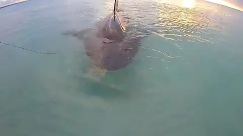 Un pescador captura un tiburón toro en Australia Un pescador captura un tiburón toro en Australia