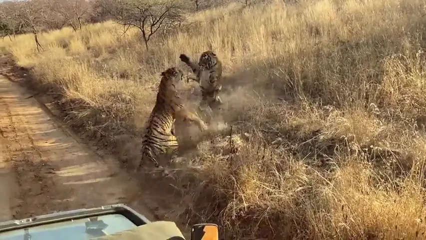 Logran grabar la encarnizada lucha de dos tigres en la India