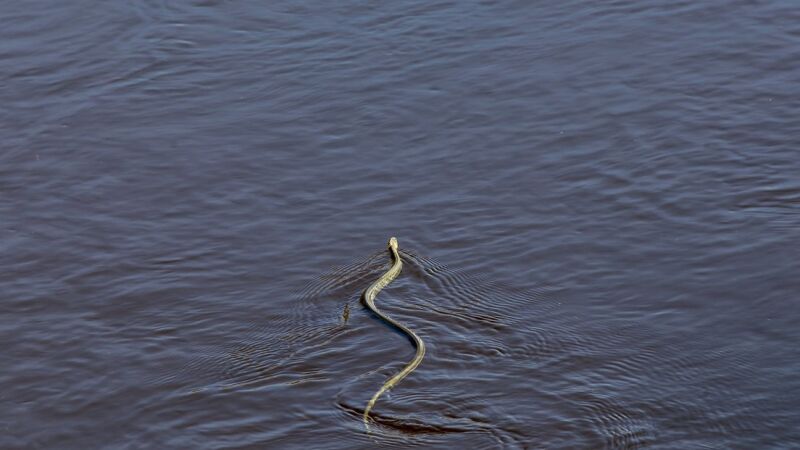 Graban a una serpiente peligrosa nadando cerca de niños en una playa
