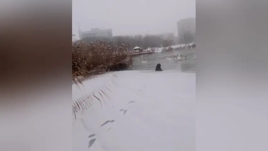 El dramático momento en que unos policias rescatan a un perrito que se había caido a un lago helado