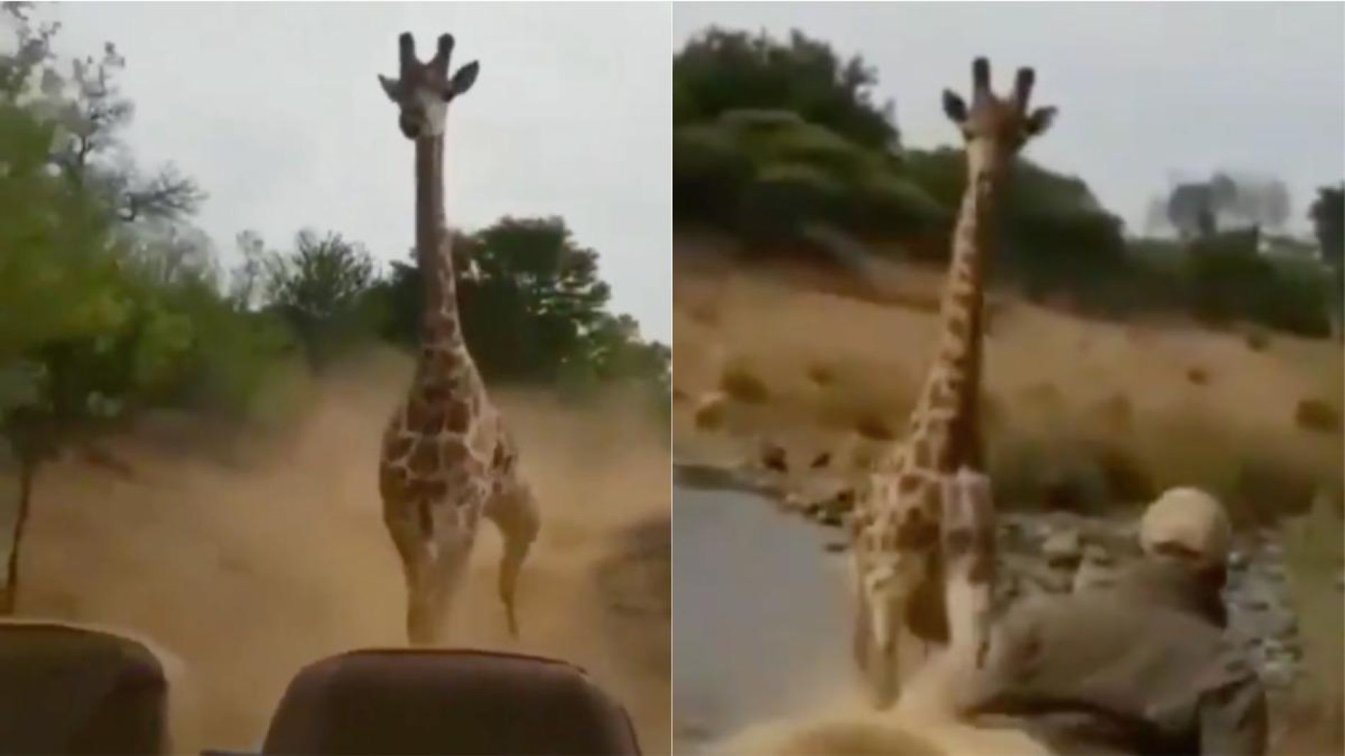 Jirafa persiguiendo un coche