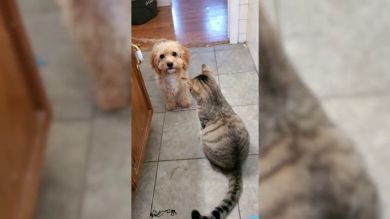 VÍDEO: Un cachorro pide ayuda a un perro más grande para defenderse de un gatito