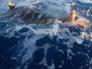 Tiburón atacando a una tortuga