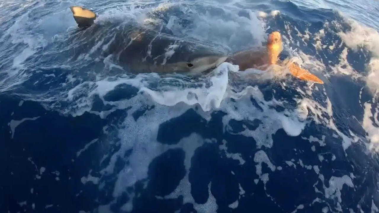 Tiburón atacando a una tortuga