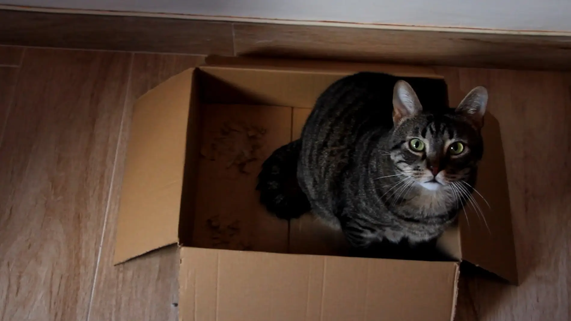 Los gatos y las cajas de cartón