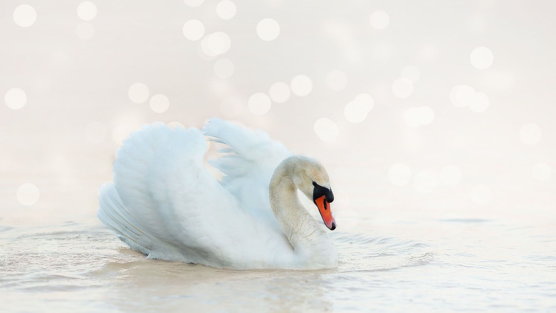Cisne
