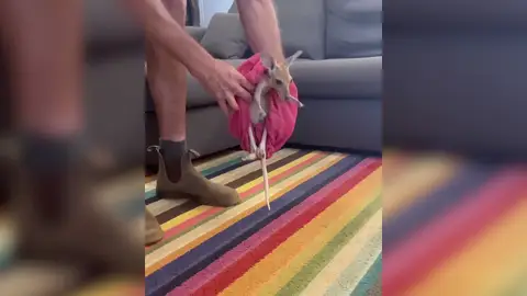 VÍDEO: Un canguro bebé rescatado da sus primeros pasos VÍDEO: Un canguro bebé rescatado da sus primeros pasos