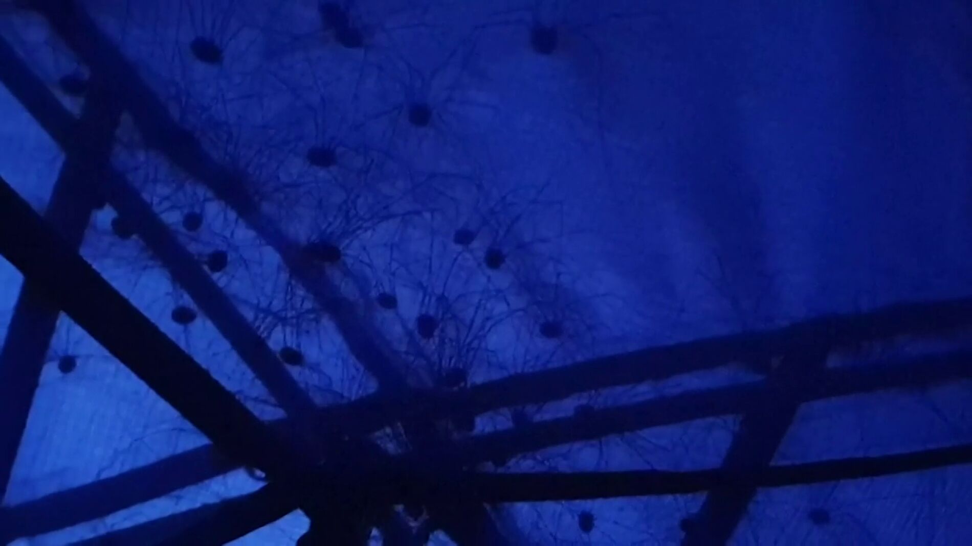 Docenas de extra&ntilde;os ar&aacute;cnidos infestan la tienda de campa&ntilde;a en la que estaba durmiendo: "Casi me orino encima"