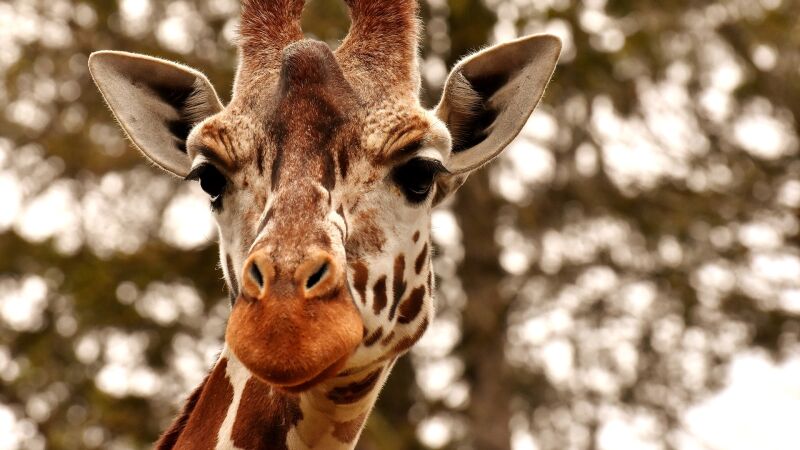 Científicos descubren dos jirafas enanas extremadamente raras en Namibia y Uganda