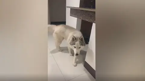 Perro inteligente que limpia su propio pis Perro inteligente que limpia su propio pis