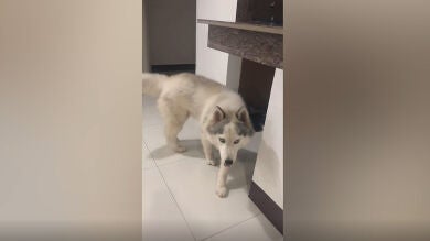 VÍDEO: Este perro es tan inteligente que se hace pis en el salón y él mismo lo limpia