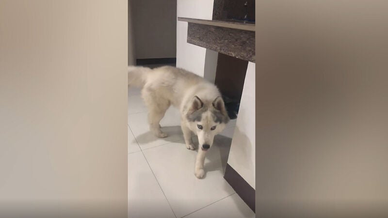 VÍDEO: Este perro es tan inteligente que se hace pis en el salón y él mismo lo limpia