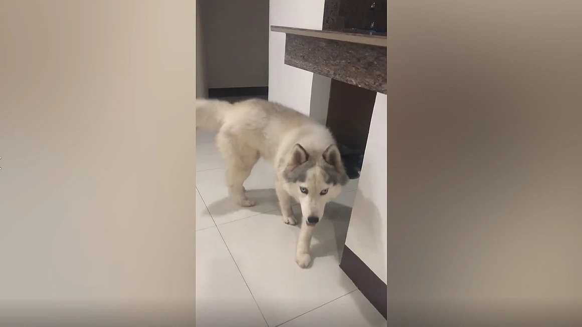 Perro inteligente que limpia su propio pis Perro inteligente que limpia su propio pis