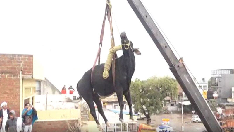 VÍDEO: La increíble imagen de una vaca que tiene que ser rescatada tras subir al tercer piso de un edificio