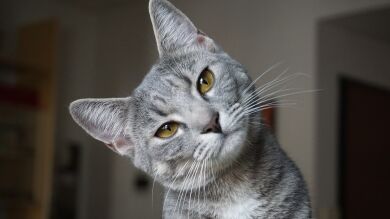 Un gato protege un bebé para que no se caiga de un balcón