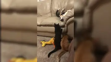 Gatos molestan a un perro