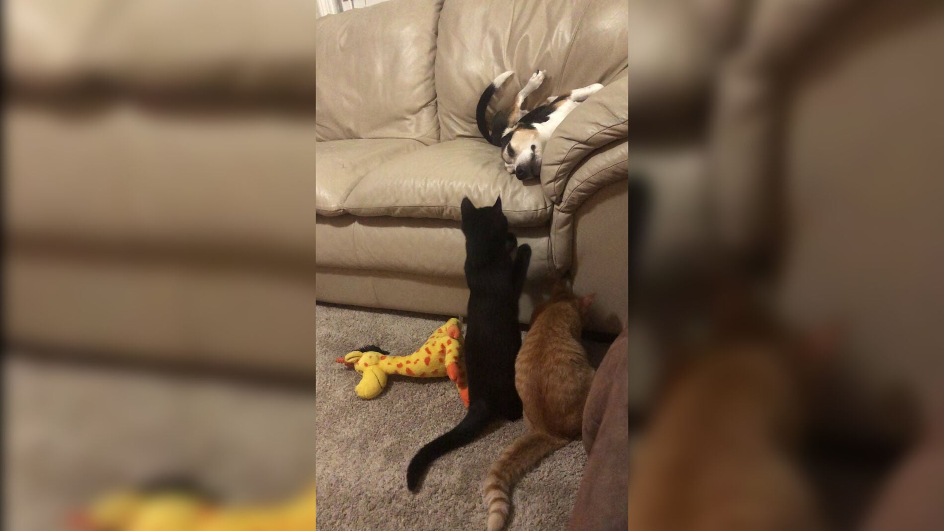 Gatos molestan a un perro