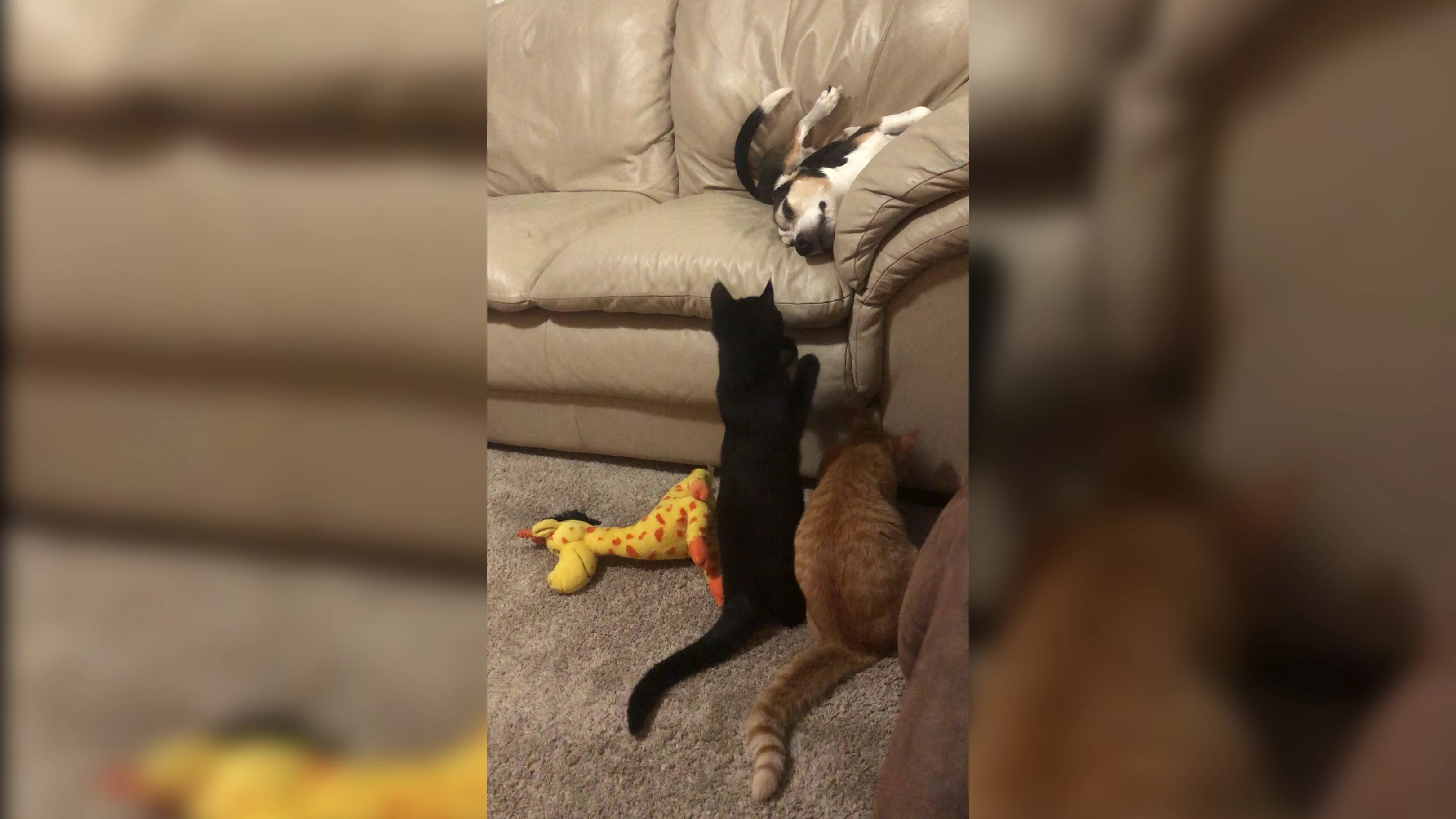 Gatos molestan a un perro