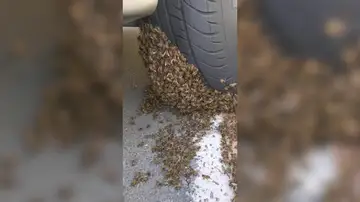 VÍDEO: Un Hombre quita enjambre de abejas del neumático de automóvil