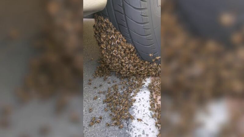 VÍDEO: Un hombre quita un enjambre de abejas del neumático de un automóvil