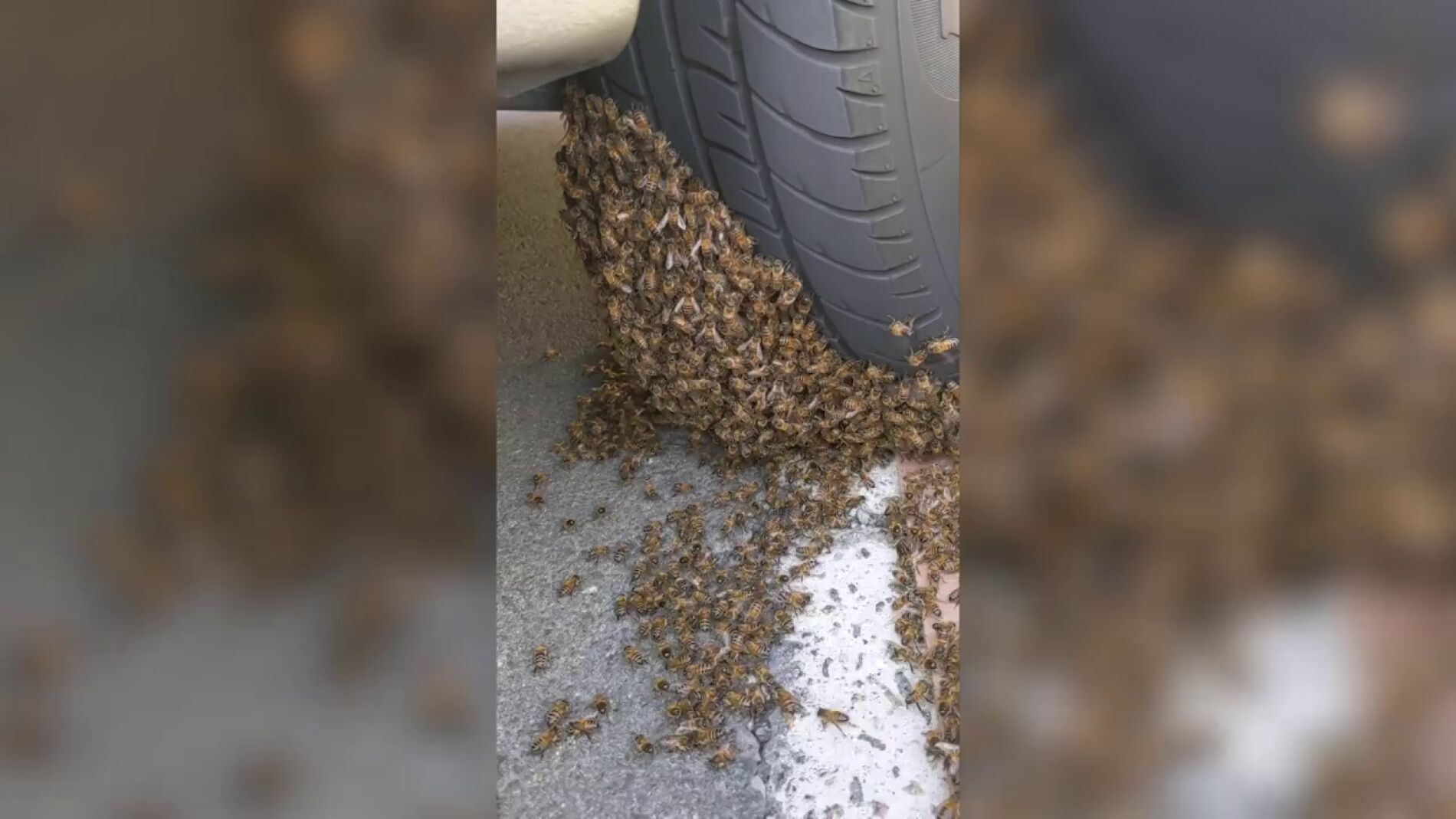 V&Iacute;DEO: Un Hombre quita enjambre de abejas del neum&aacute;tico de autom&oacute;vil