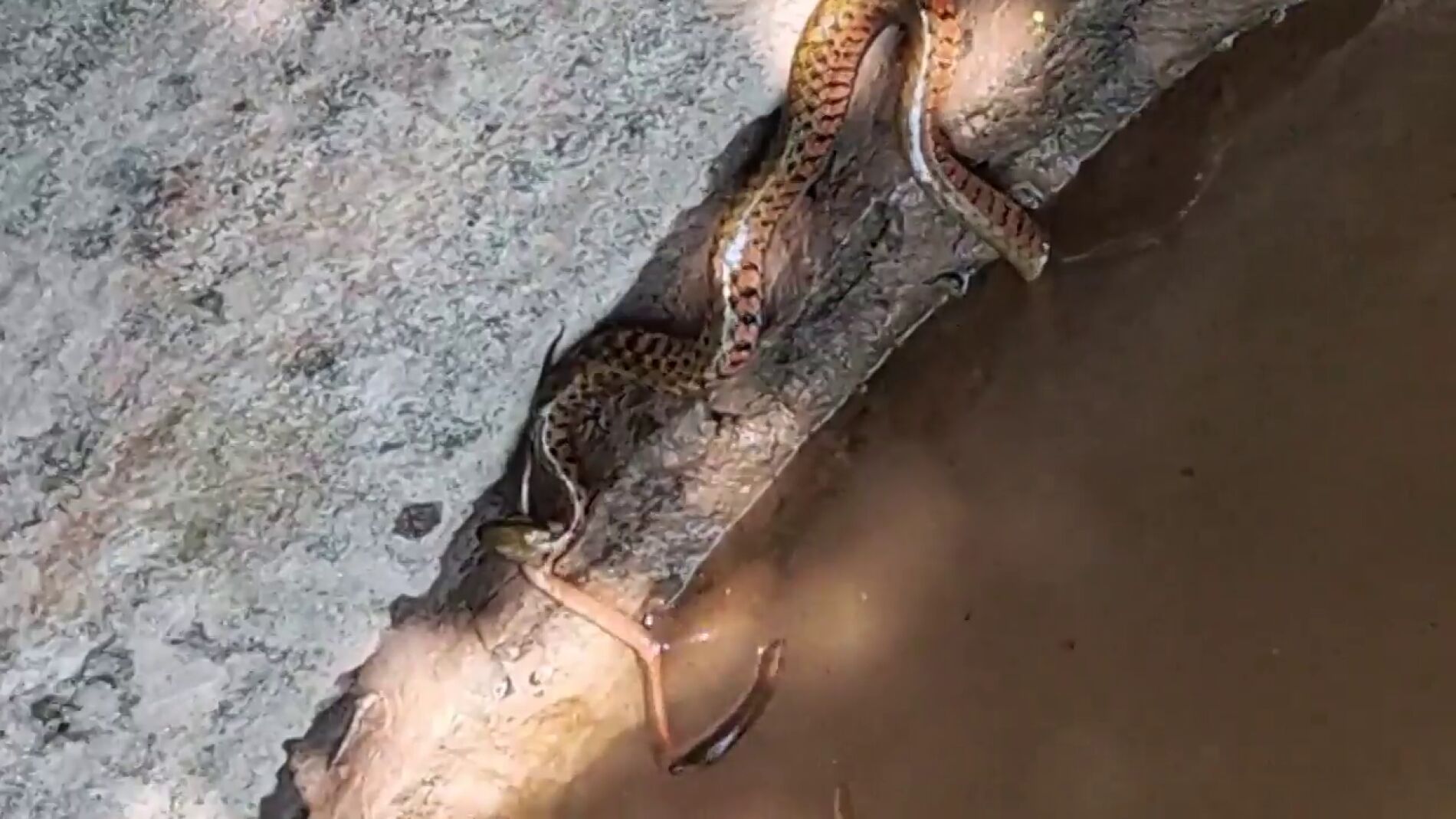 V&Iacute;DEO: Una anguila escapa milagrosamente de la boca de una serpiente gigante