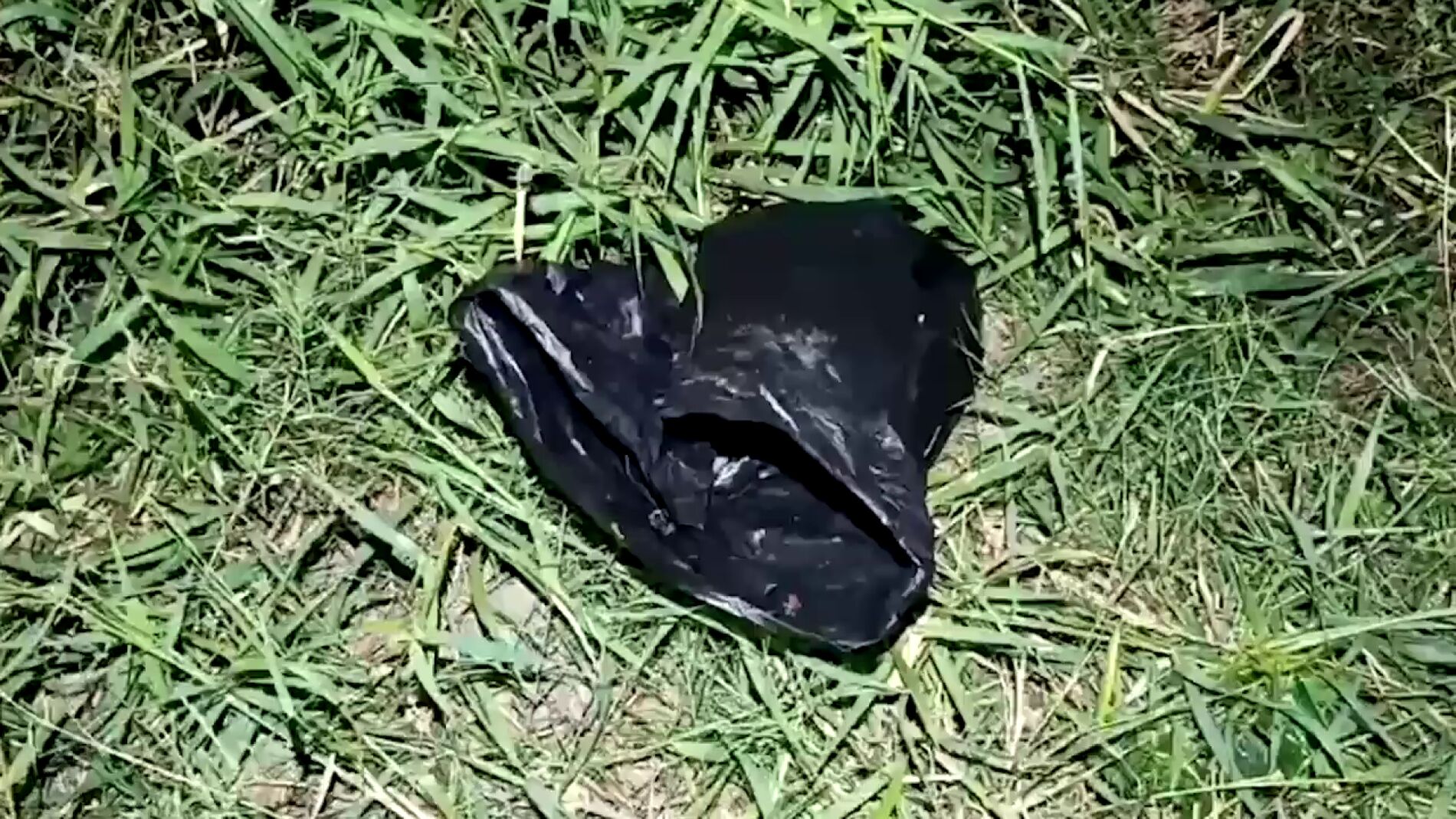 Escucha ruidos en una bolsa de basura tirada a un lago y se lleva la mayor sorpresa al mirar dentro