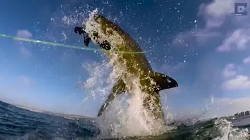 Graban a un gran tiburón blanco saltando fuera del agua para devorar a una foca