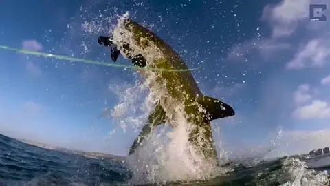 Graban a un gran tiburón blanco saltando fuera del agua para devorar a una foca Graban a un gran tiburón blanco saltando fuera del agua para devorar a una foca