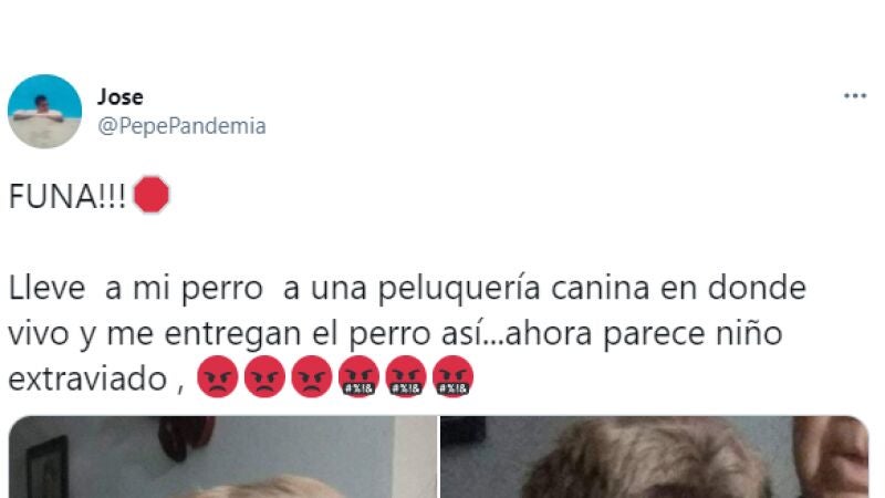 Dejó a su perro en la peluquería y cuando volvió se llevó un gran susto