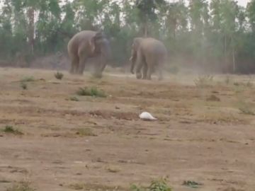 VÍDEO:Un elefante pelea con un miembro más joven de la manada por los derechos de apareamiento