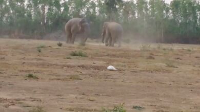 VÍDEO: Un elefante pelea con un miembro más joven de la manada por los derechos de apareamiento