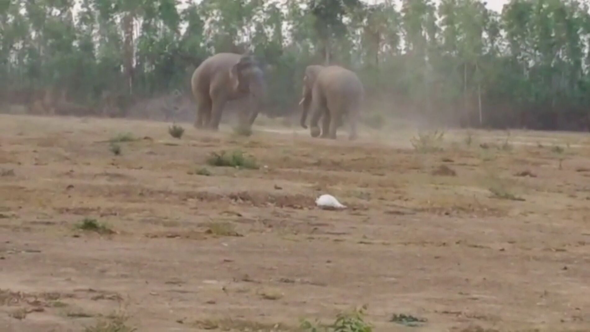 V&Iacute;DEO:Un elefante pelea con un miembro m&aacute;s joven de la manada por los derechos de apareamiento