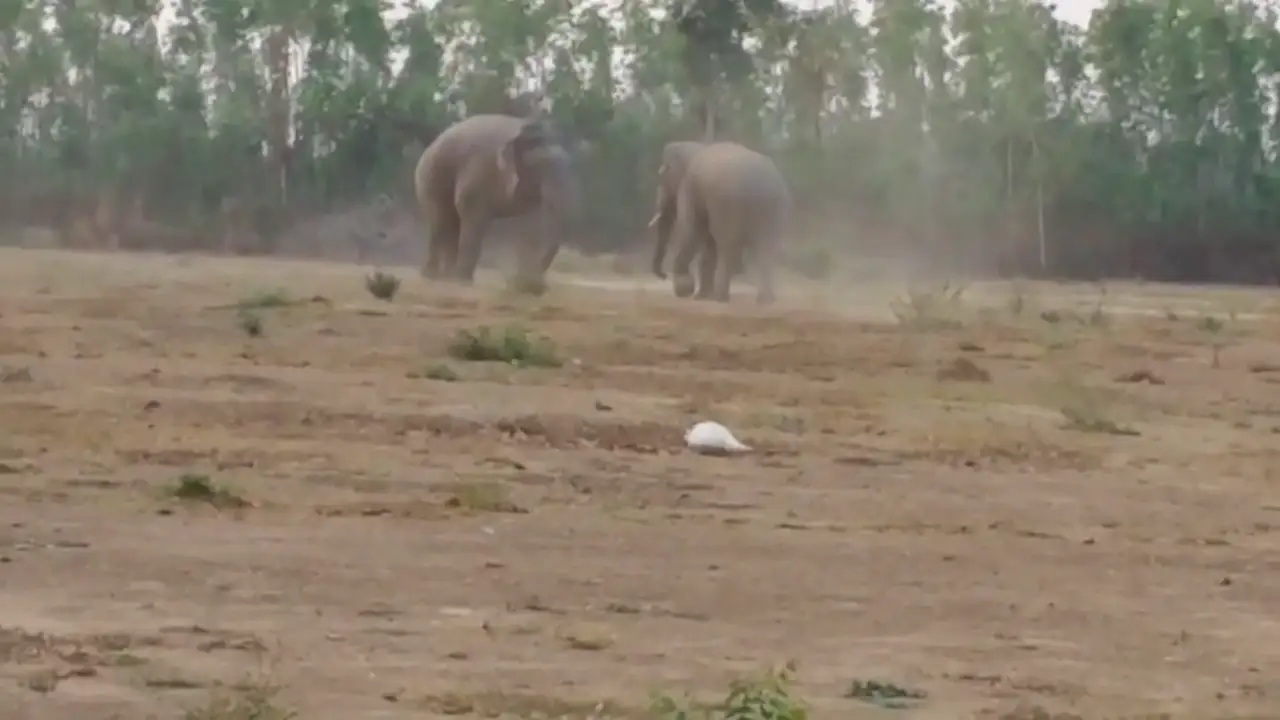 VÍDEO:Un elefante pelea con un miembro más joven de la manada por los derechos de apareamiento