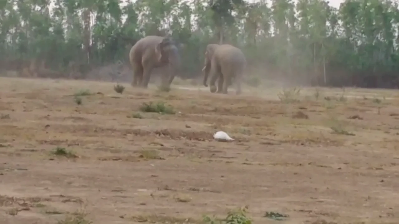 VÍDEO:Un elefante pelea con un miembro más joven de la manada por los derechos de apareamiento VÍDEO:Un elefante pelea con un miembro más joven de la manada por los derechos de apareamiento