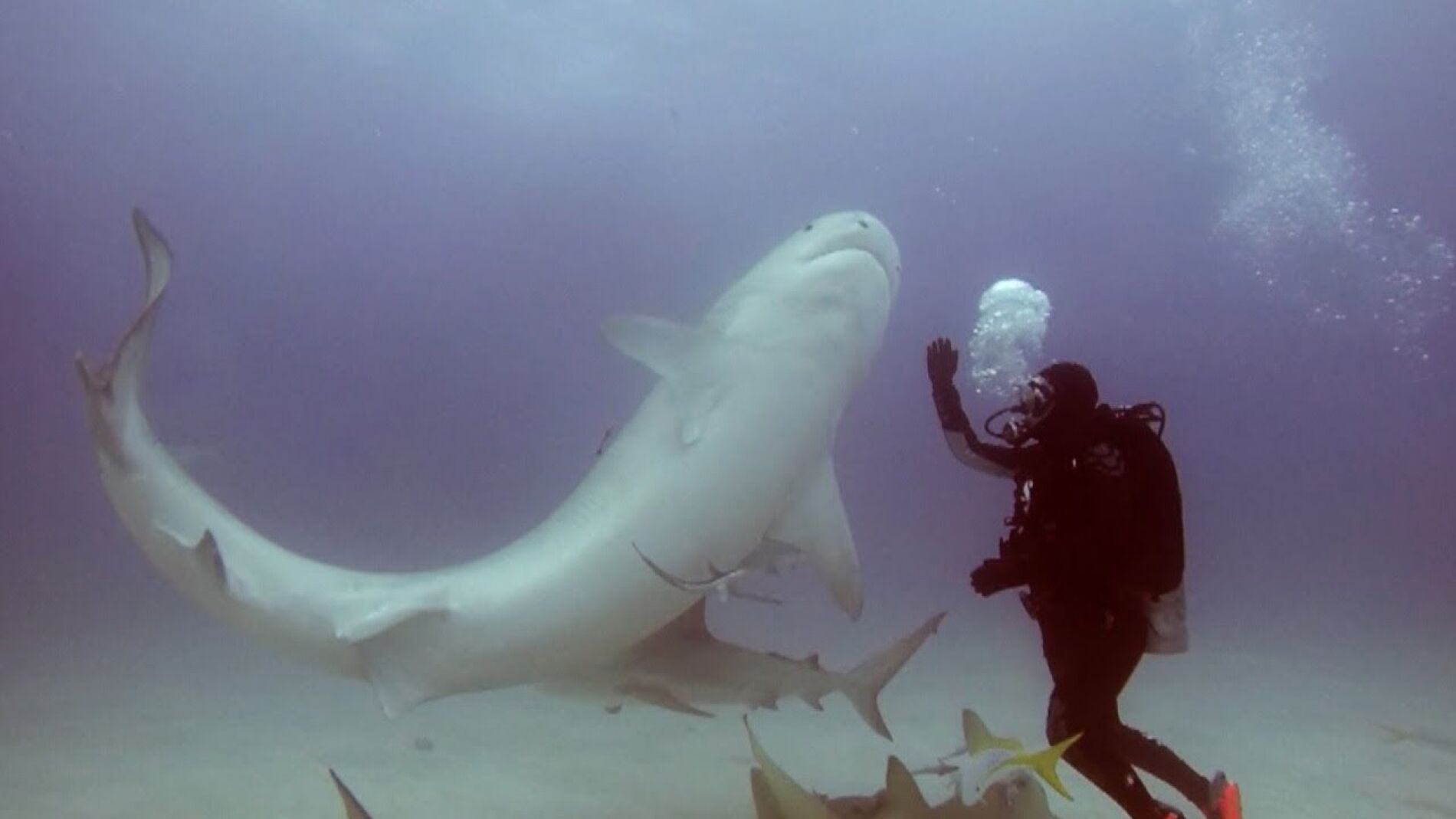 Tibur&oacute;n dormido con hipnosis