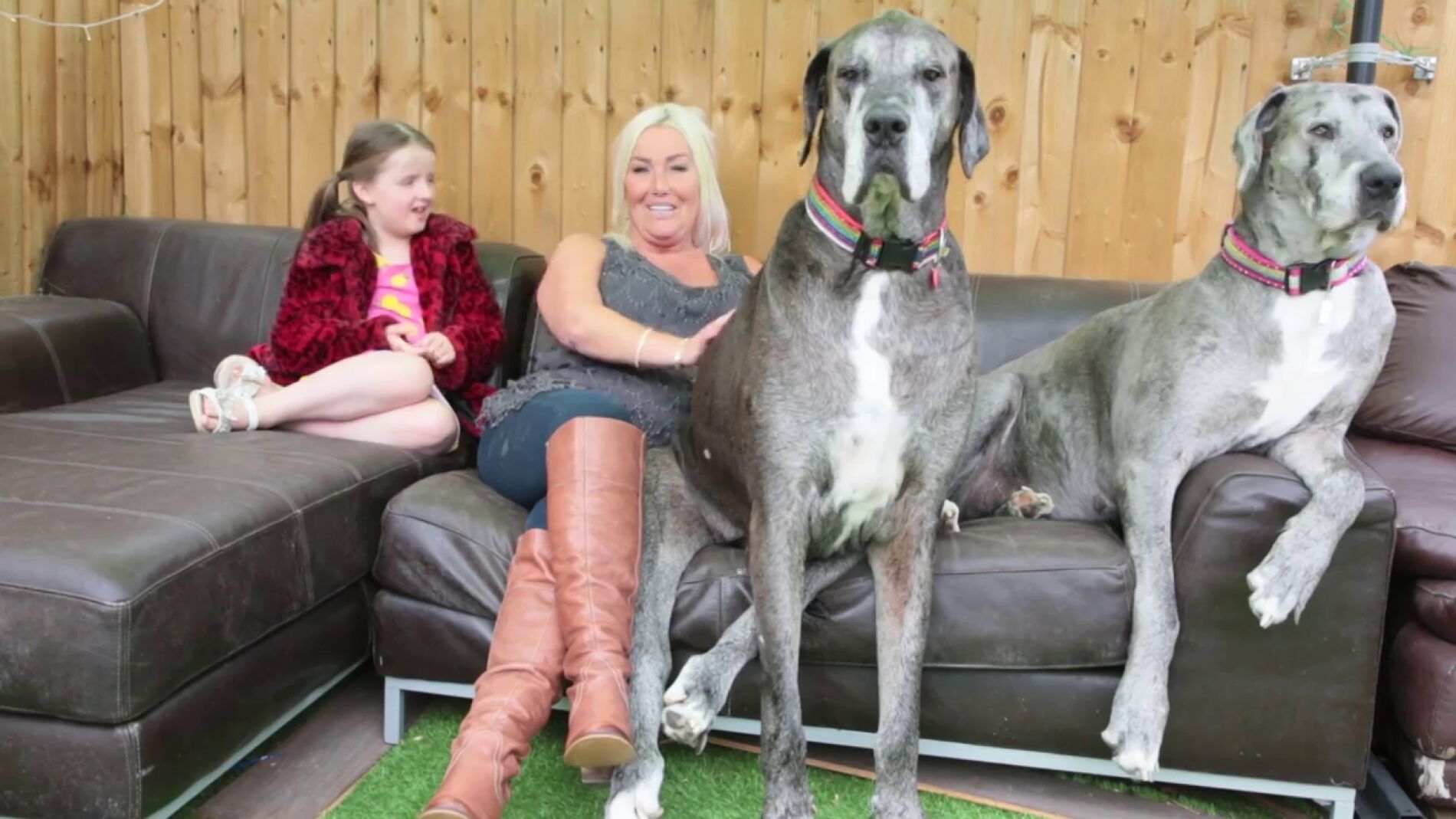 Muere a los 8 a&ntilde;os y medio Freddy, el perro m&aacute;s alto del mundo