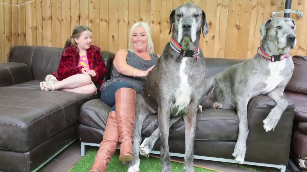 Muere a los 8 años y medio Freddy, el perro más alto del mundo