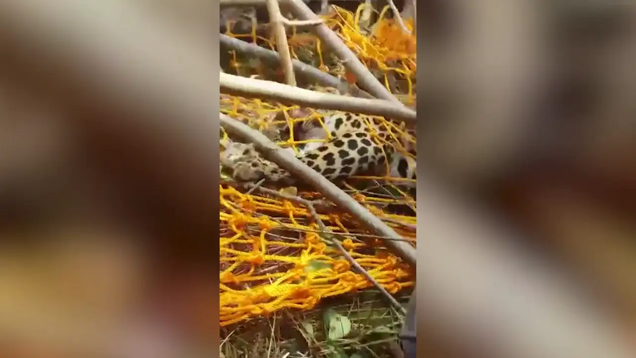 Guardas forestales en la India rescatan a un leopardo atrapado en una trampa para jabalíes
