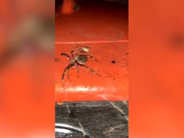 Graba la pelea a muerte de dos gigantescas arañas en Australia