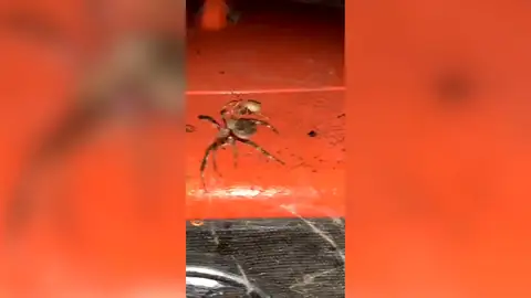 Graba la pelea a muerte de dos gigantescas arañas en Australia Graba la pelea a muerte de dos gigantescas arañas en Australia