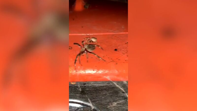 Un australiano graba la pelea a muerte de dos gigantescas arañas 