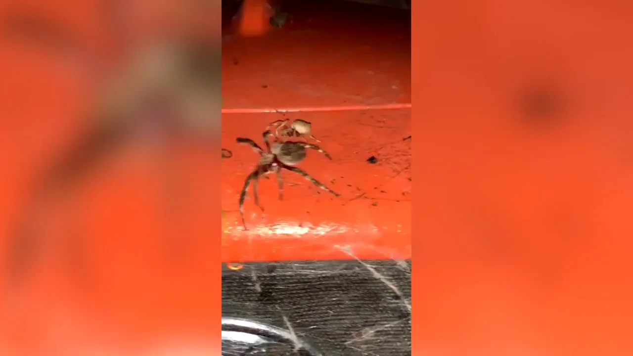 Graba la pelea a muerte de dos gigantescas arañas en Australia Graba la pelea a muerte de dos gigantescas arañas en Australia