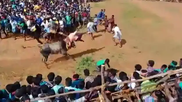 Un toro salta la valla y arrasa entre el público de un evento de toros en la India
